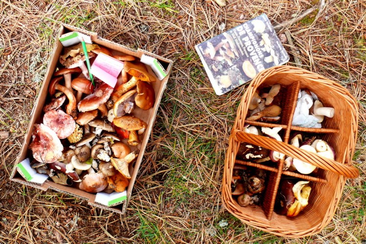 Fête aux champignons du Tambourinaire