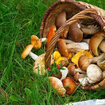 cueillette champignons