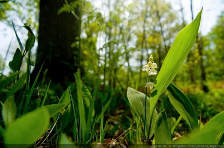 brin-de-muguet