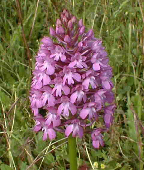 orchidée