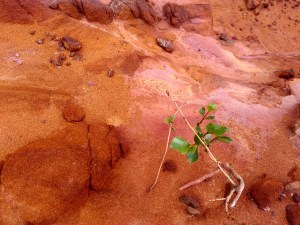 Les terres rouges de Bédoin
