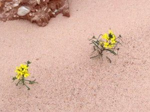 Les terres rouges de Bédoin