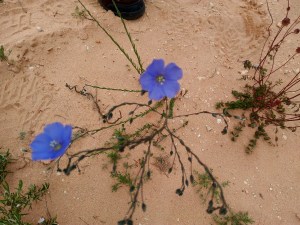 Les terres rouges de Bédoin