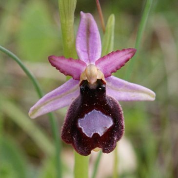 Orchidée à Eyrolles, Drôme