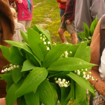 muguet