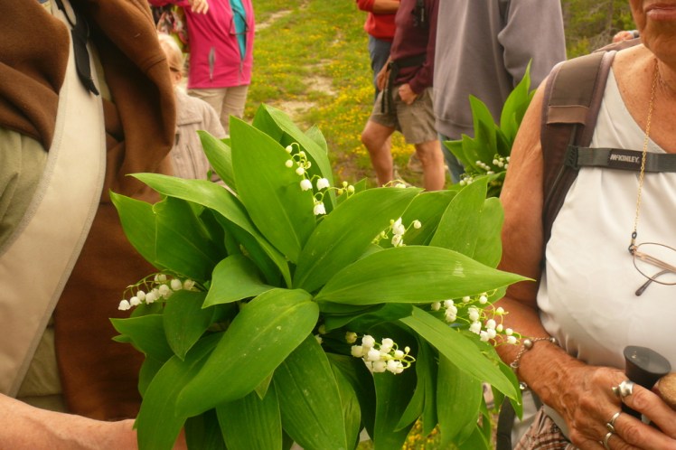 muguet