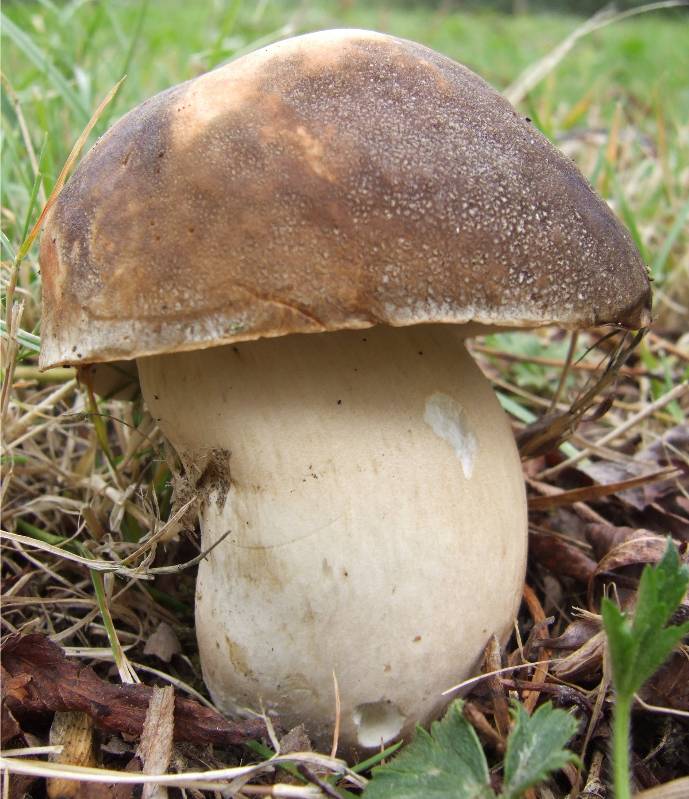 champignon